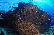 Mycteroperca fusca-Chromis limbatus demoiselle des acores ambiance Acores Maria Basse Maya-10m-20170819-ADER-DSC_9283_tn_tn